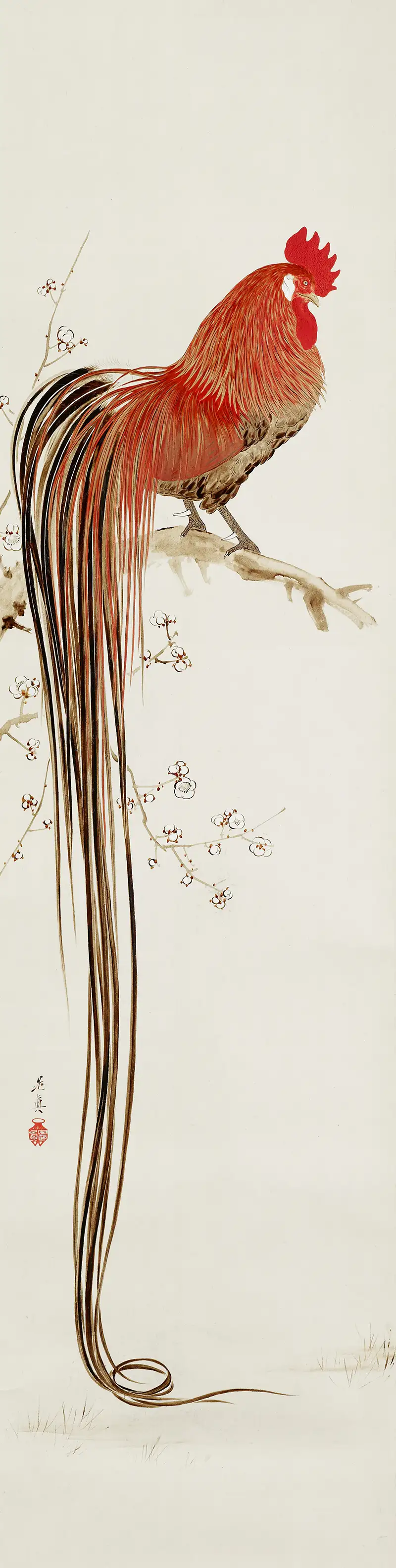 Long tailed Rooster